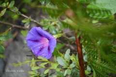Ipomoea purpurea